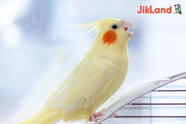 دلایل جیغ زدن طوطی ها به ویژه عروس هلندی