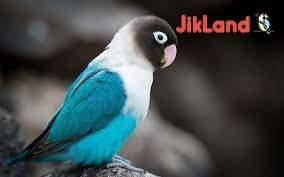 مراقبت های روزانه که کوتوله برزیلی به آن نیاز دارد