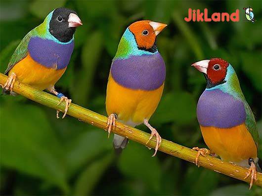 7 تا پرنده کوچک مناسب برای حیوان خانگی