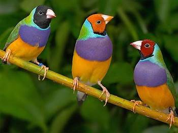 7 تا پرنده کوچک مناسب برای حیوان خانگی