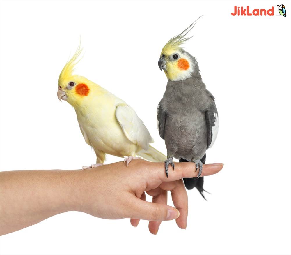 همه آنچه درباره عروس هلندی باید بدانیم