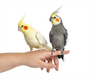 همه آنچه درباره عروس هلندی باید بدانیم