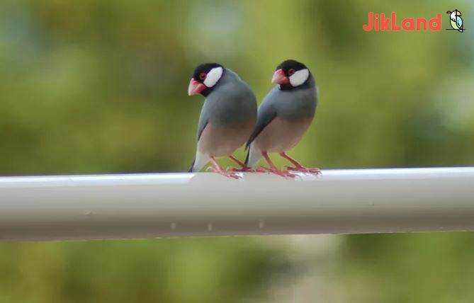 فنج نرگسی و راه های پرورش آن