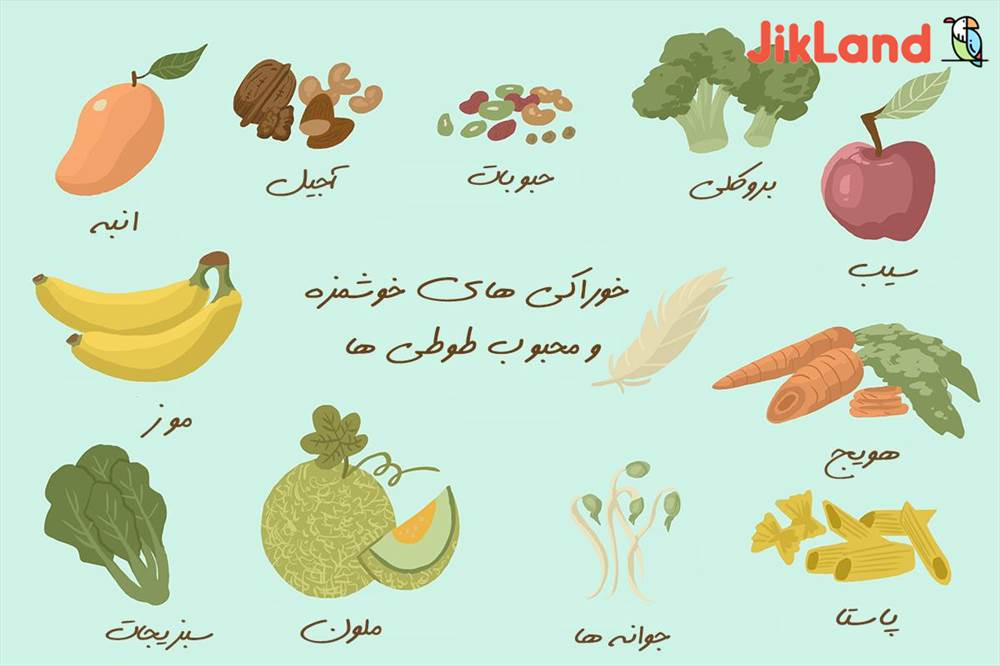 10 خوراکی خوشمزه و سالم که پرندگان مخصوصا طوطی ها خیلی دوست دارند