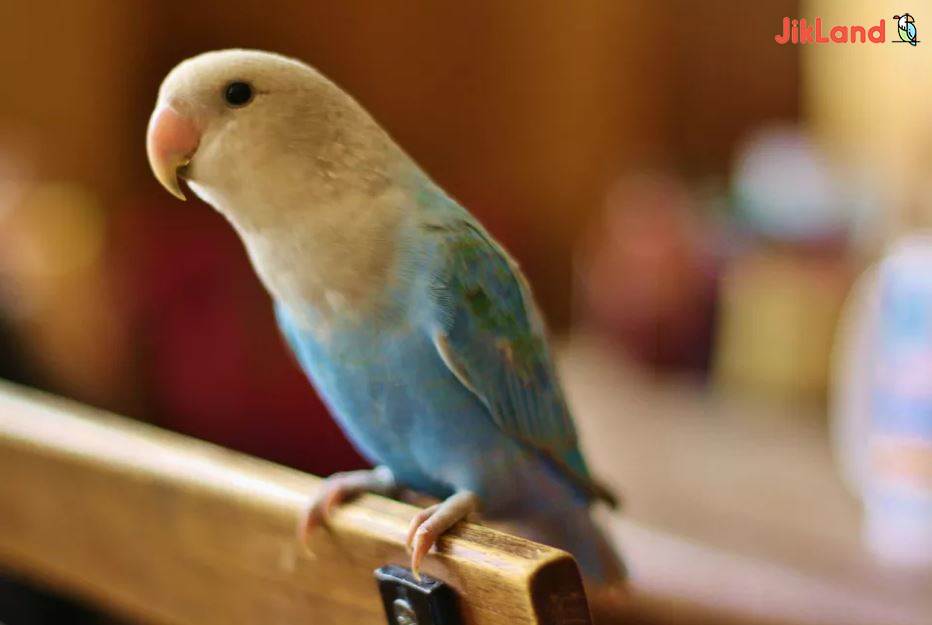علائم و نشانه های بیماری در پرندگان-عروس هلندی و طوطی ها