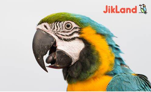 چطور پرنده خود را خوشحال کنیم ؟