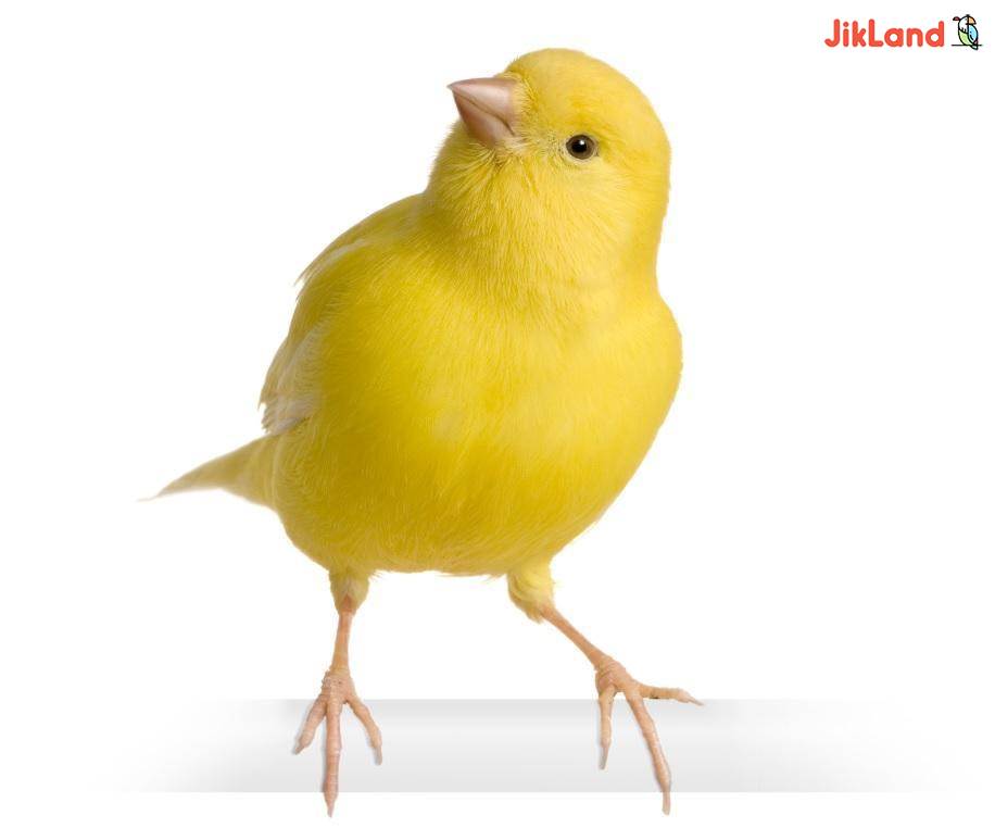 همه چیز درباره قناری