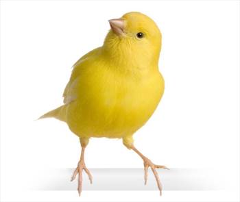 همه چیز درباره قناری