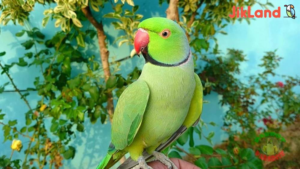 همه چیز درباره ملنگوها-طوطی های طوق دار