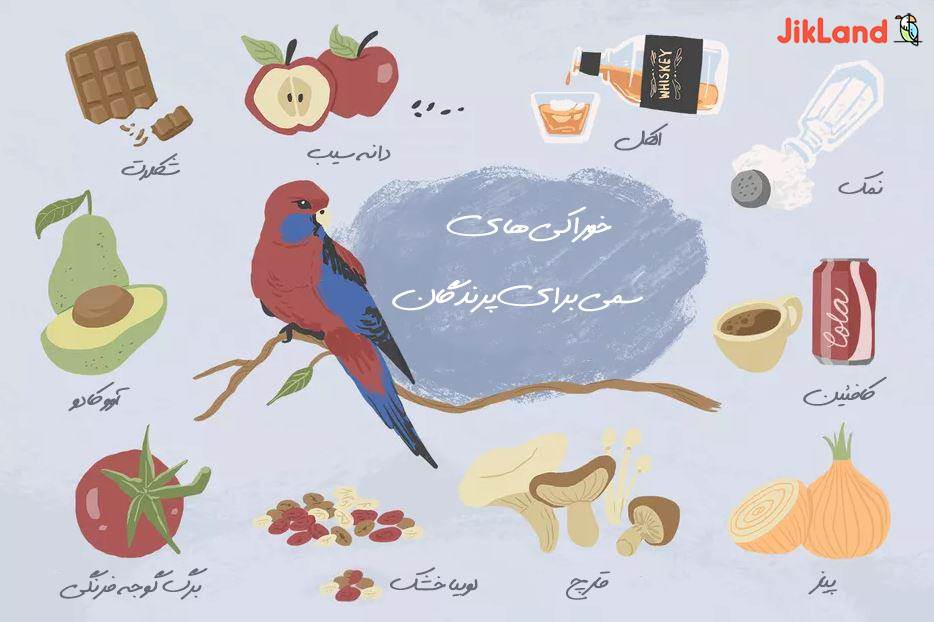 خوراکی های سمی و خطرناک برای پرنده