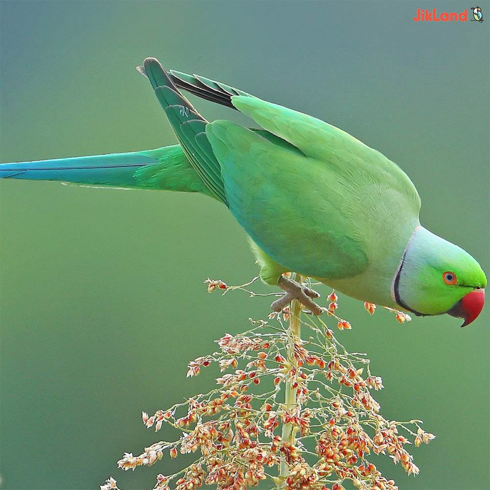 طوطی