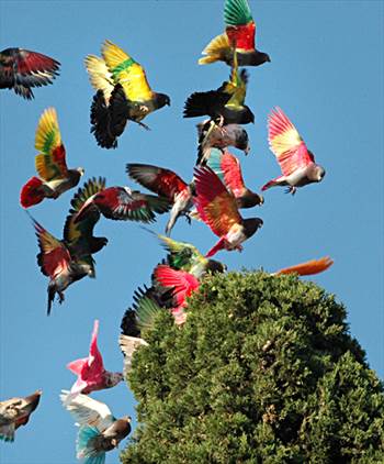 رنگ کبوتر