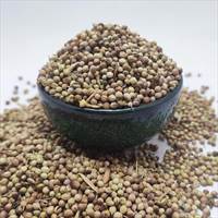 تخم گشنیز پرنده.jpg