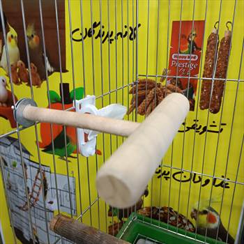 جوب نشیمن تی پرندگان.jpg