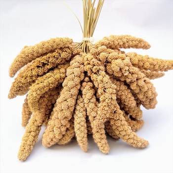 MILLET SPRAYS Versele-Lagaتشویقی ارزن خوشه ای.jpg