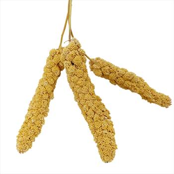 ارزن خوشه ای پرندگان تشویقی .jpg