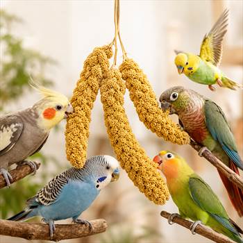 ارزن خوشه ای پرندگان تشویقی پرنده.jpg