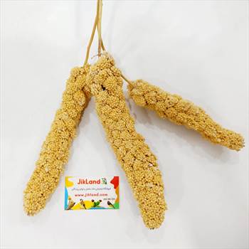 تشویقی عروس هلندی پرندگان ارزن خوشه ای.jpg