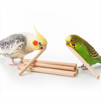 اسباب بازی جویدنی برای عروس هلندی و طوطی.jpg
