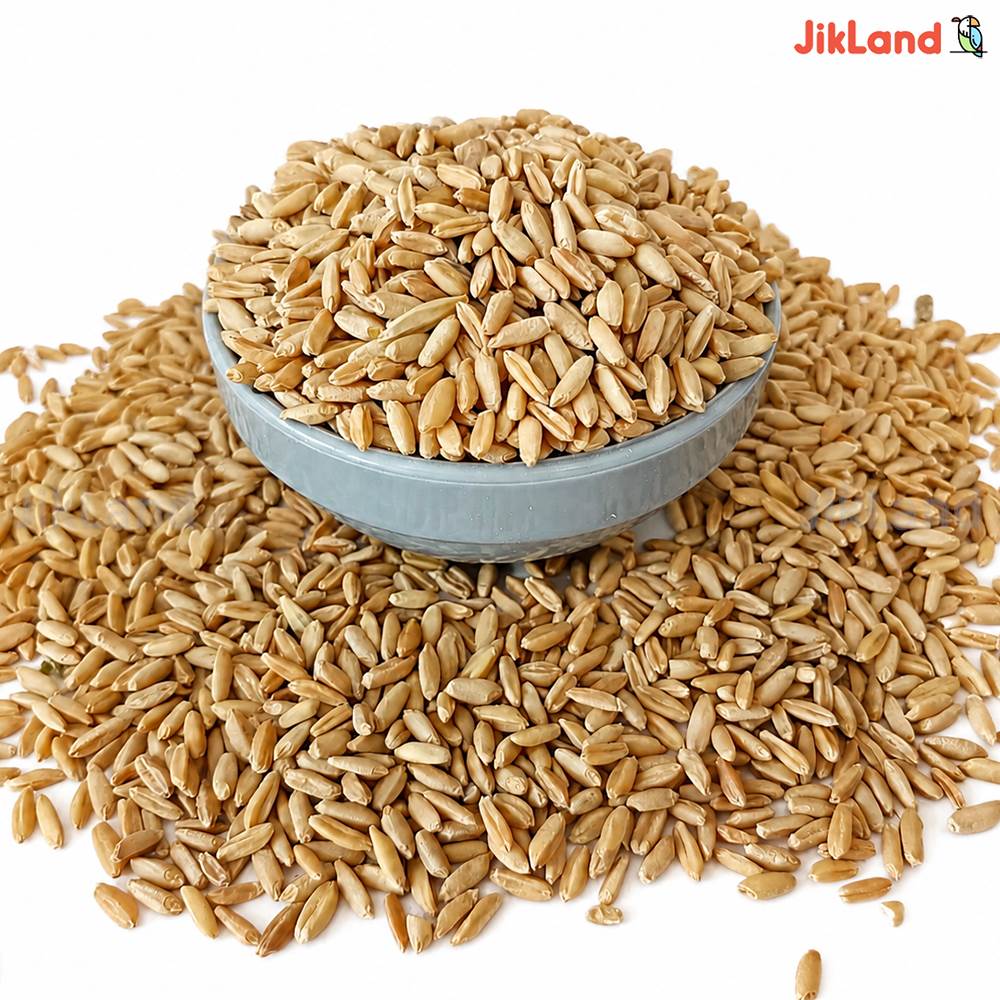 گندم برای کبوتر و مرغ - درجه یک و یکدست - یک کیلوگرم