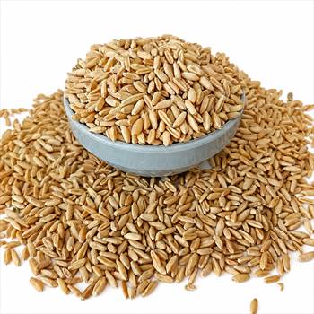گندم برای کبوتر و پرندگان.jpg