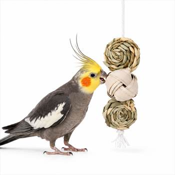 اسباب بازی حصیری عروس هلندی طوطی پرندگان.jpg