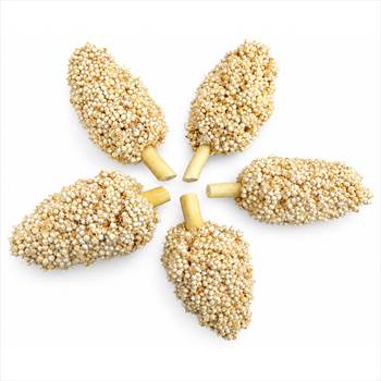 ذرت خوشه ای پرنده یا سورگوم خوشه ای پرندگان.jpg